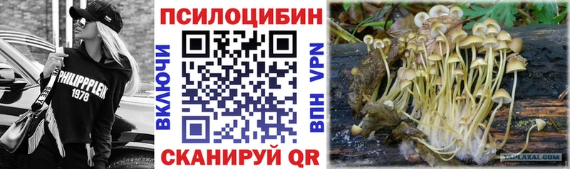 Галлюциногенные грибы Psilocybine cubensis  Тверь 